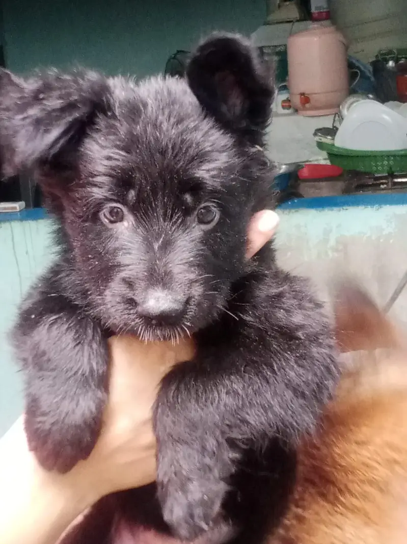 Vaccinated German Shepherd Puppy For Sale - Bilal Nagar Faisalabad — photo 4