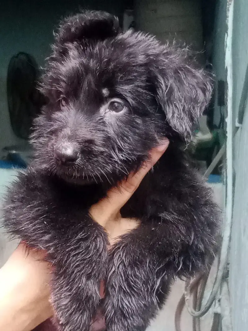 Vaccinated German Shepherd Puppy For Sale - Bilal Nagar Faisalabad — photo 5