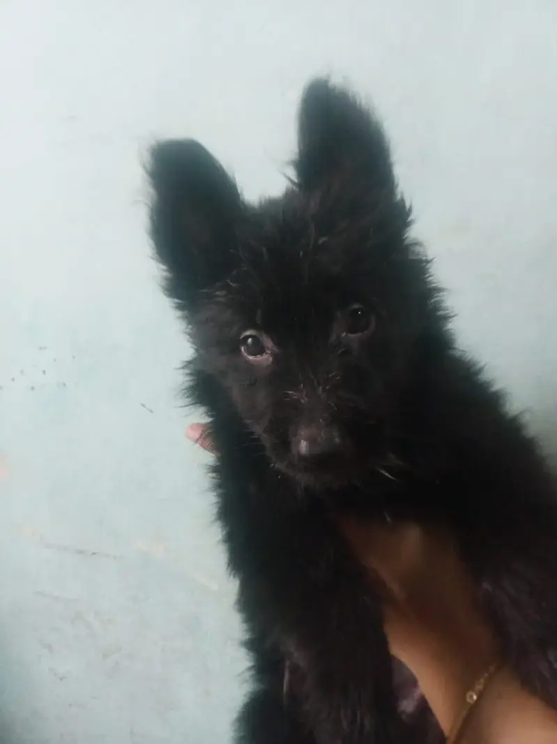 Vaccinated German Shepherd Puppy For Sale - Bilal Nagar Faisalabad — photo 6