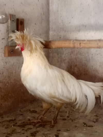 POLISH AND AYAM CEMANI MALE FOR SALE 03244202078