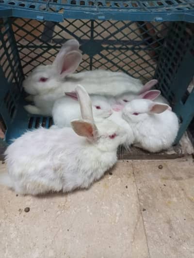 Rabbit White Red Eyes With 3 Baby