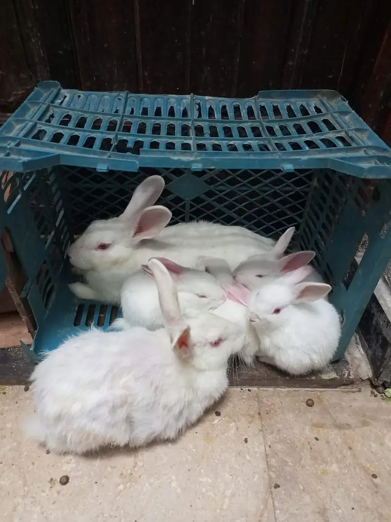 Rabbit White Red Eyes With 3 Baby — photo 2