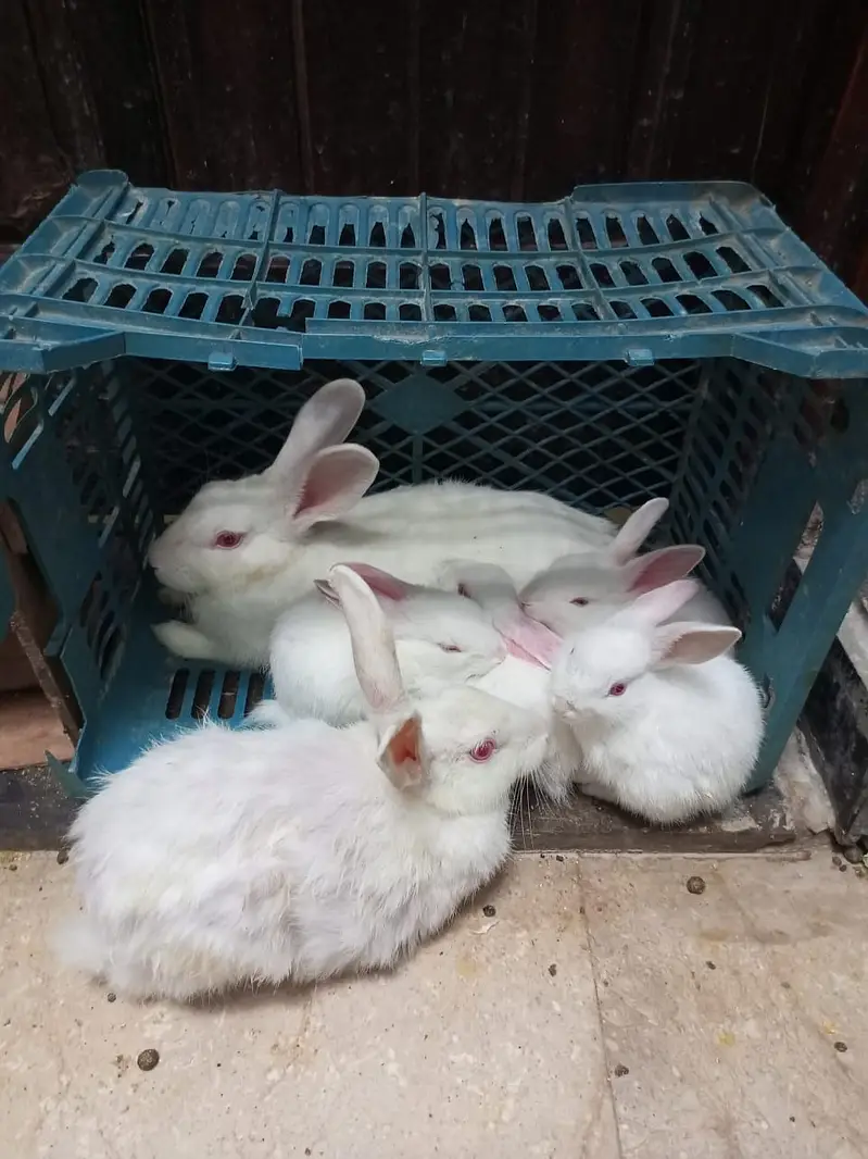 Rabbit White Red Eyes With 3 Baby — photo 3