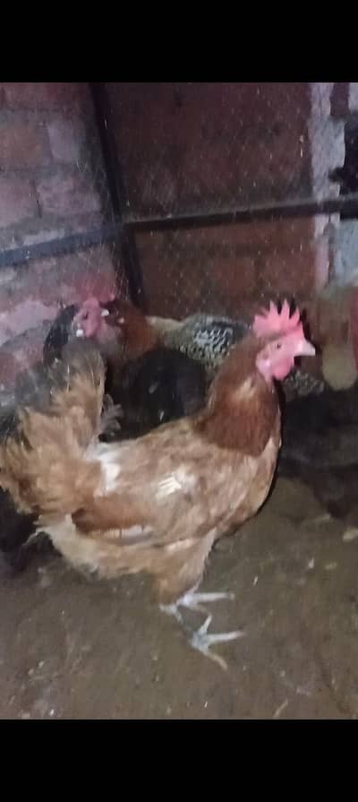 Desi murghiya for sale