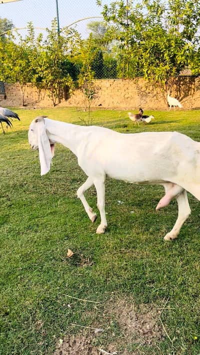 Goats bakri