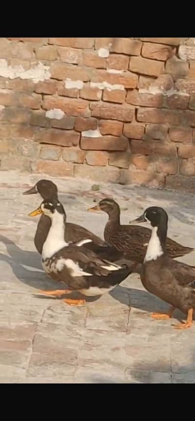 DUCKS FOR SALE 3 MALE 4 FEMALE EGG LAYING