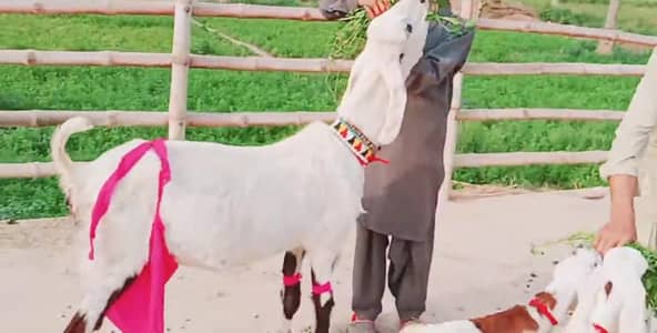 Desi Bakri For Sale / 03247915246