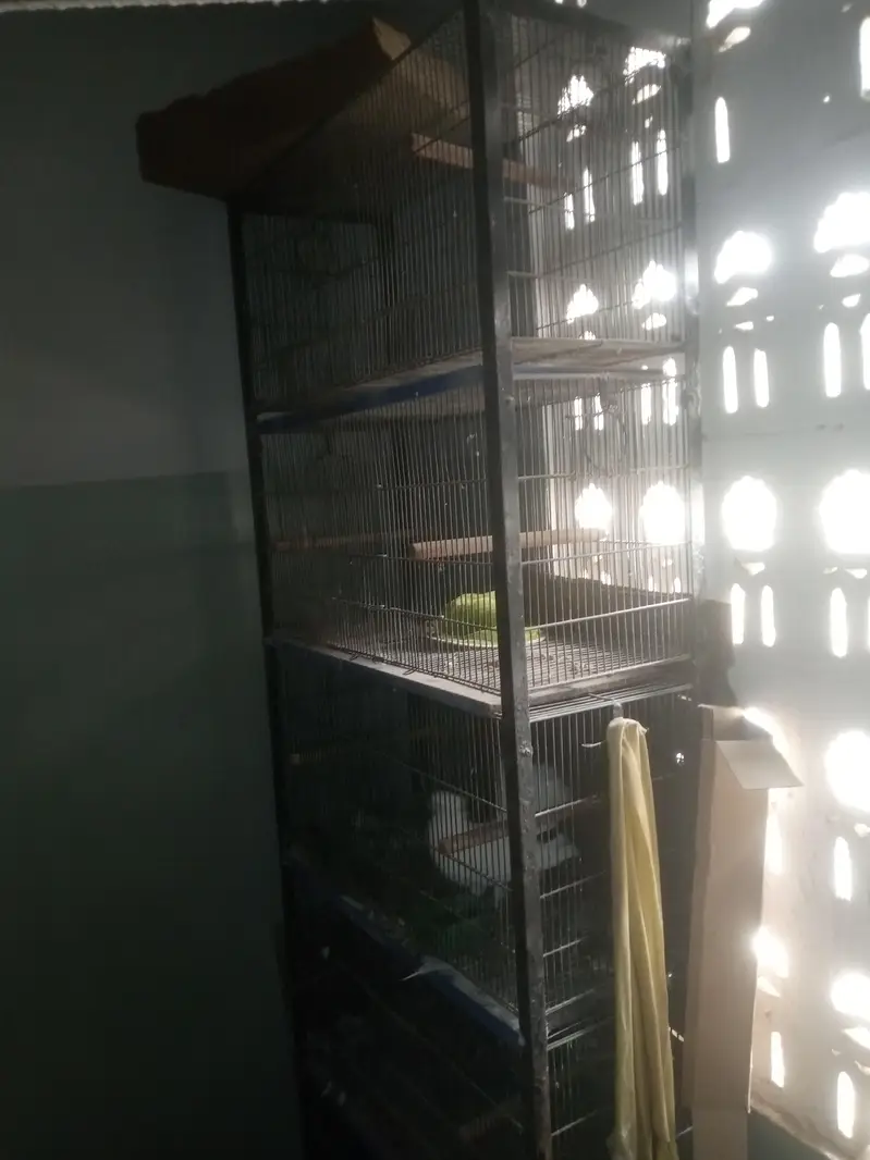 5 floor giant cage — photo 2