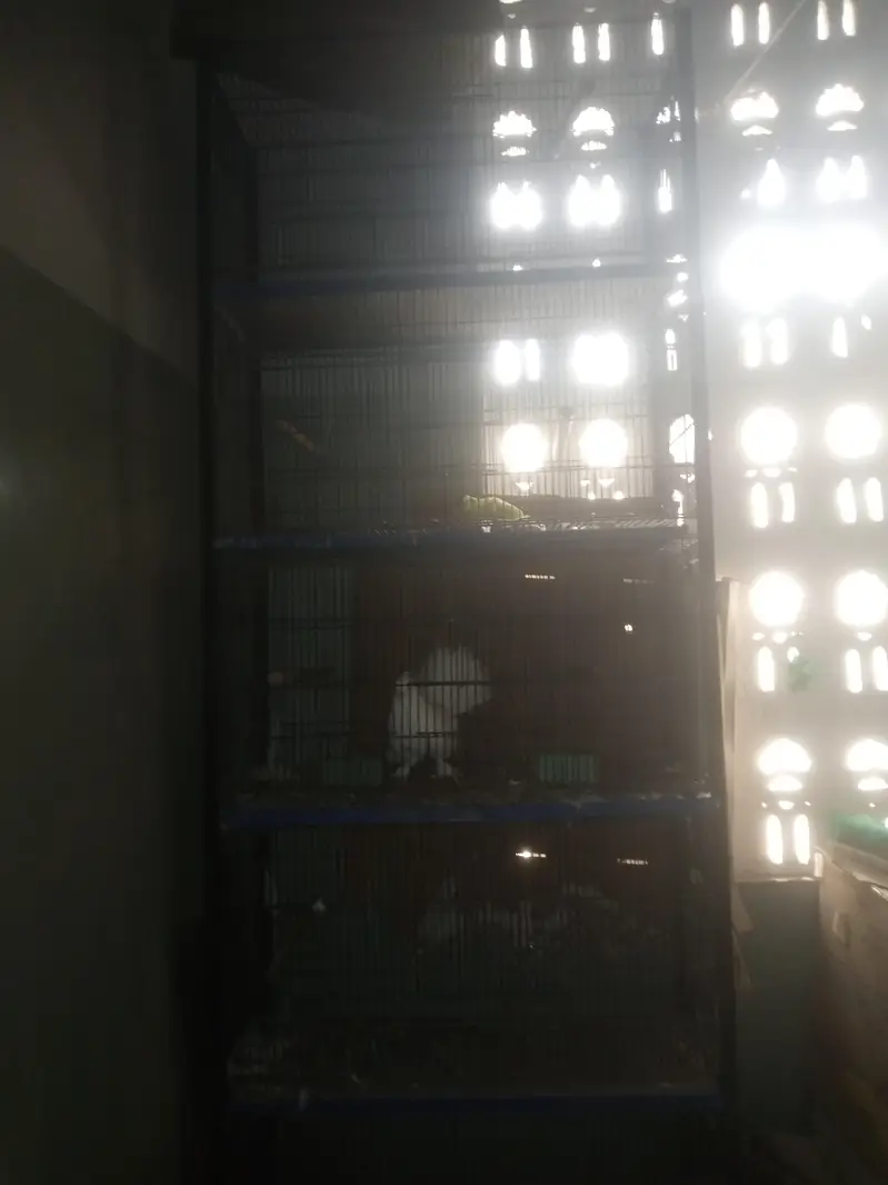 5 floor giant cage — photo 3
