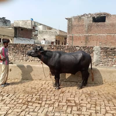 1 Breader Chota 2 katty 3 choti tazi soi  mobile 0333-8684983