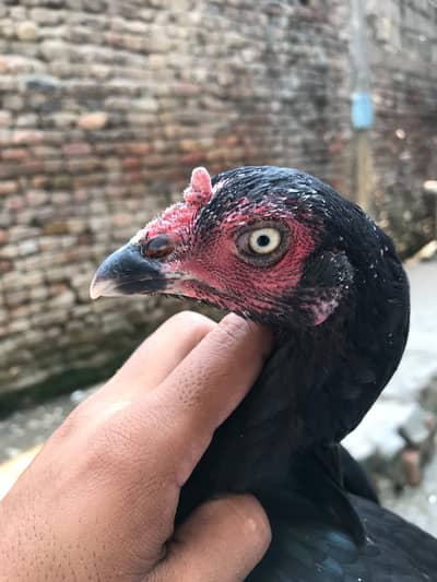 aseel mianwali hen