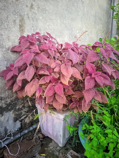 Coleus Plant With Cement Pot