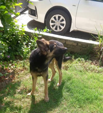 Pure German Shepherd (Double Coat)
