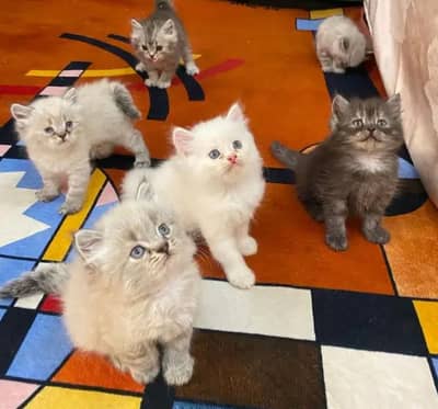 Persian kitten