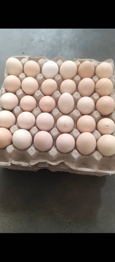 pure desi egg available hai