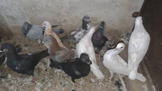 Different types of pigeons