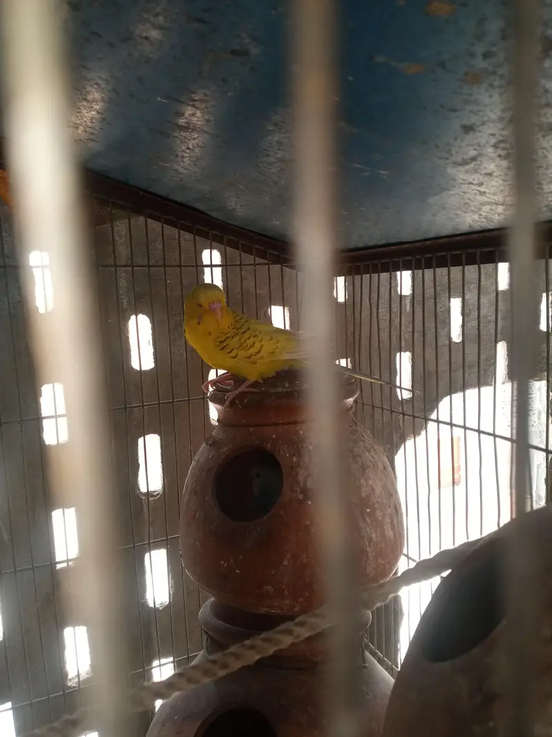 under size bujies red eyes — photo 3