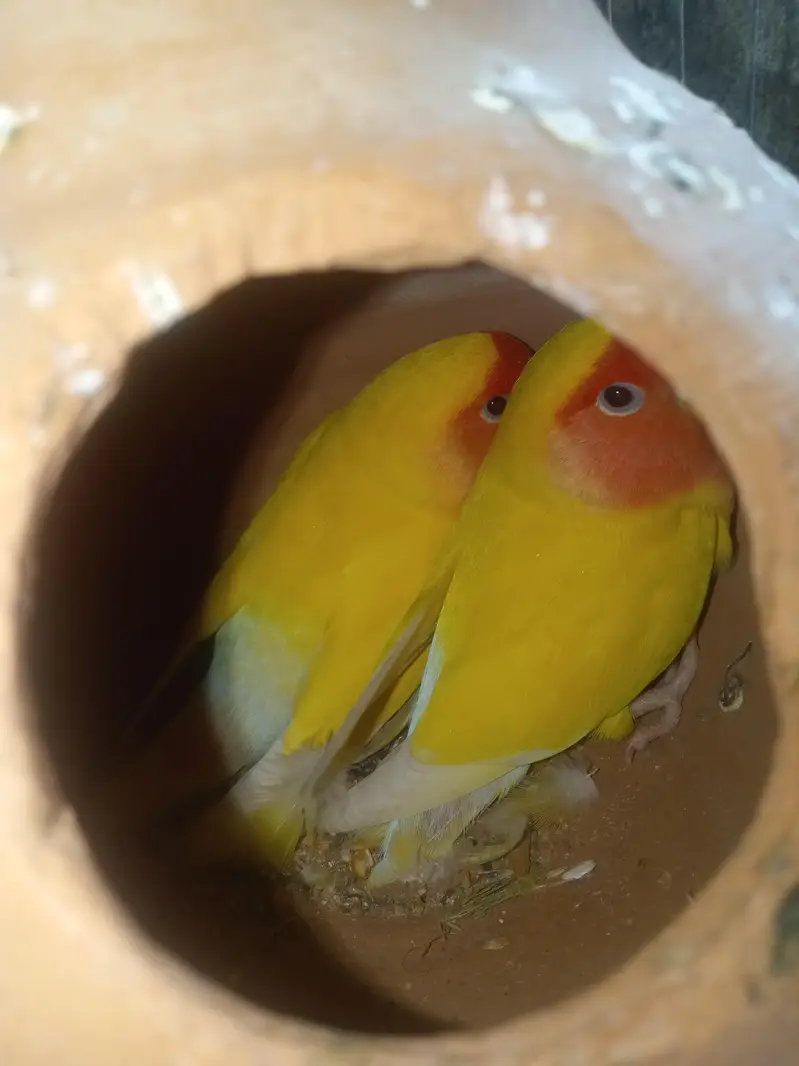 under size bujies red eyes — photo 4