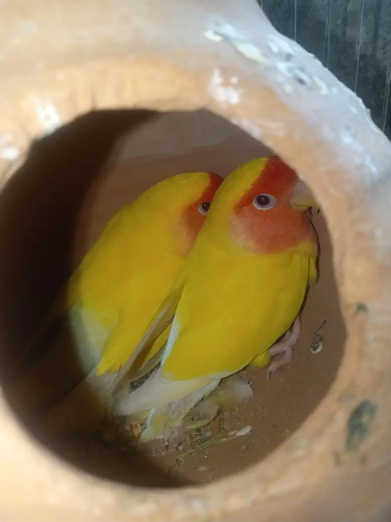 under size bujies red eyes — photo 5