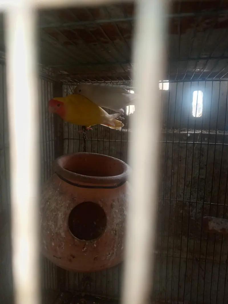 under size bujies red eyes — photo 6
