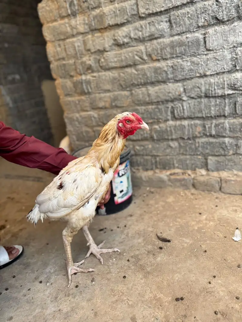1 Heera Aseel male, 2 pure Aseel female — photo 2