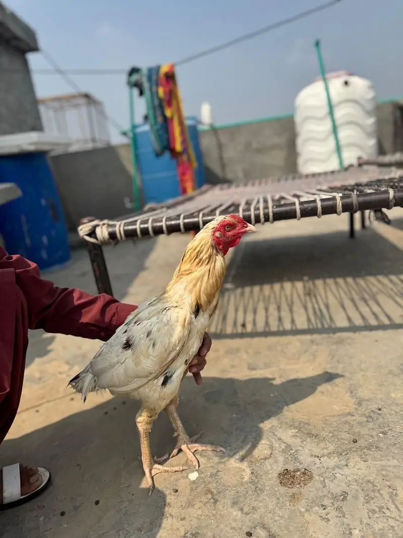 1 Heera Aseel male, 2 pure Aseel female — photo 4
