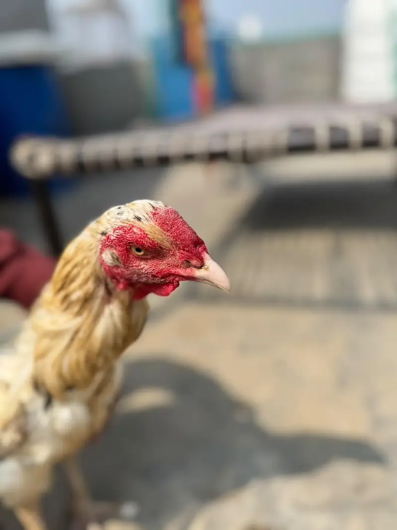 1 Heera Aseel male, 2 pure Aseel female — photo 5