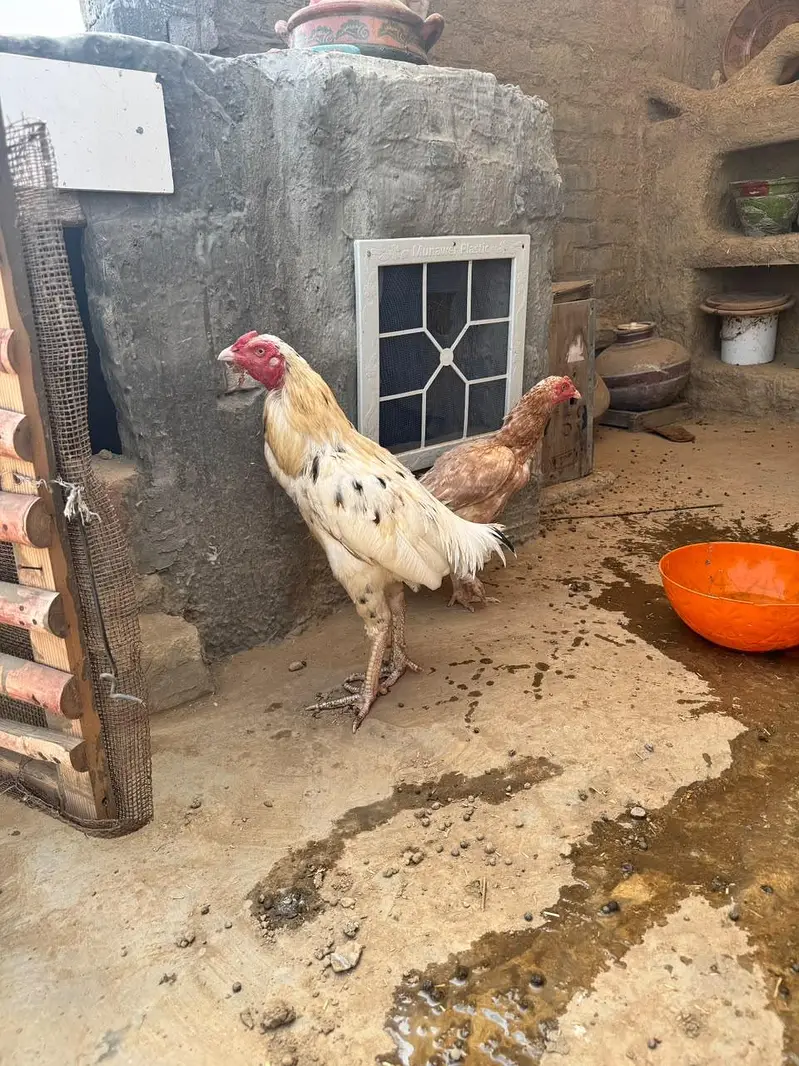 1 Heera Aseel male, 2 pure Aseel female — photo 6