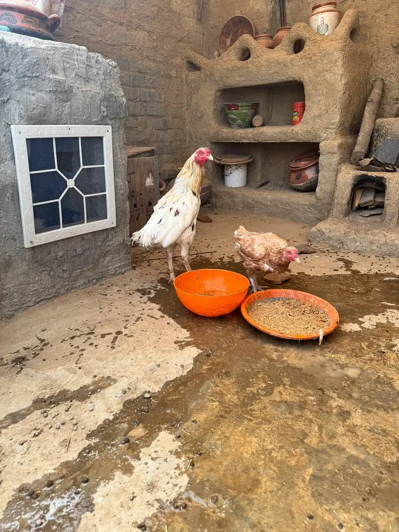 1 Heera Aseel male, 2 pure Aseel female — photo 7