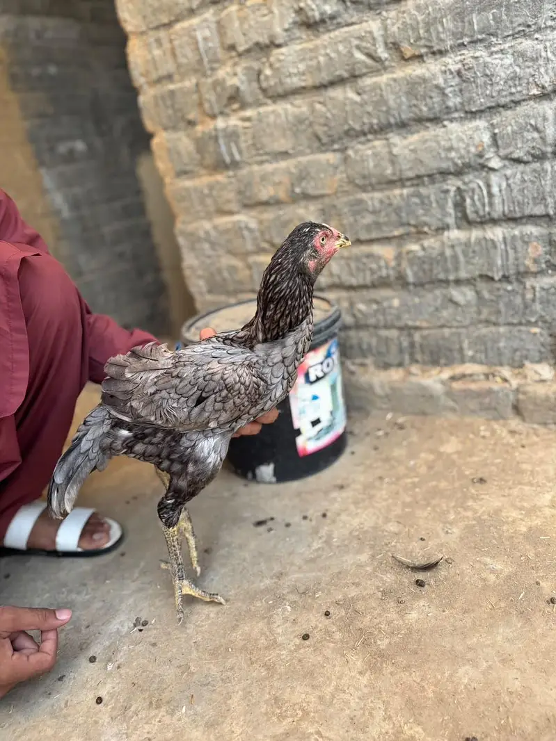 1 Heera Aseel male, 2 pure Aseel female — photo 8