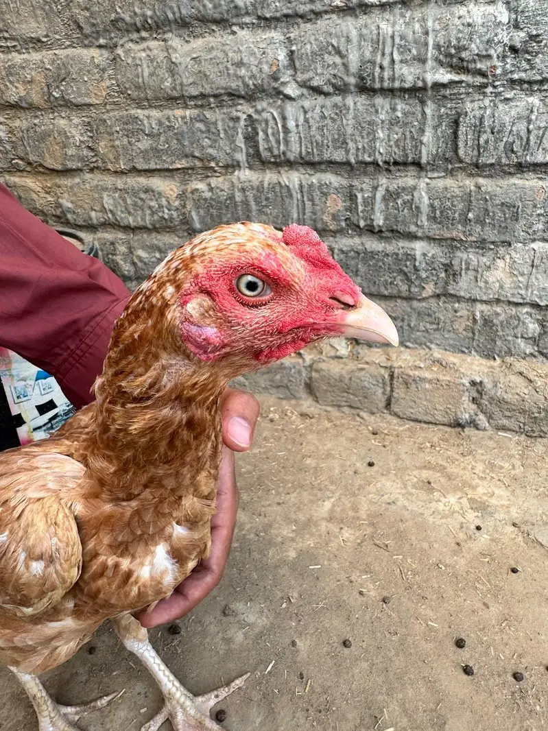 1 Heera Aseel male, 2 pure Aseel female — photo 9