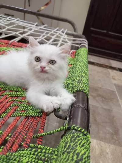 kitten for sale