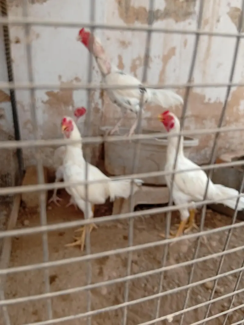 aseel sindhi — photo 3