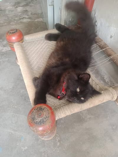 cat for sale