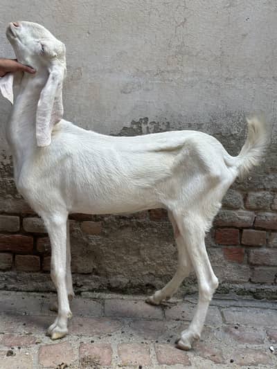 Rajanpuri Gulabi bakri