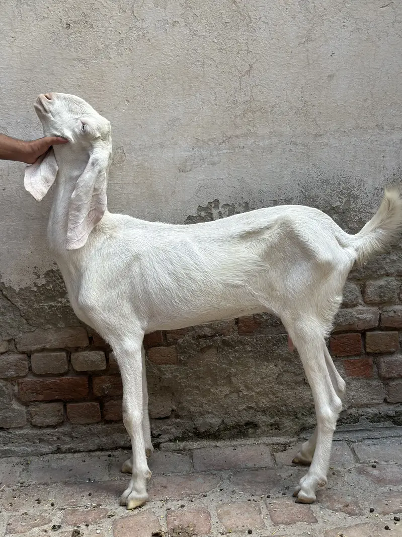 Rajanpuri Gulabi bakri — photo 2