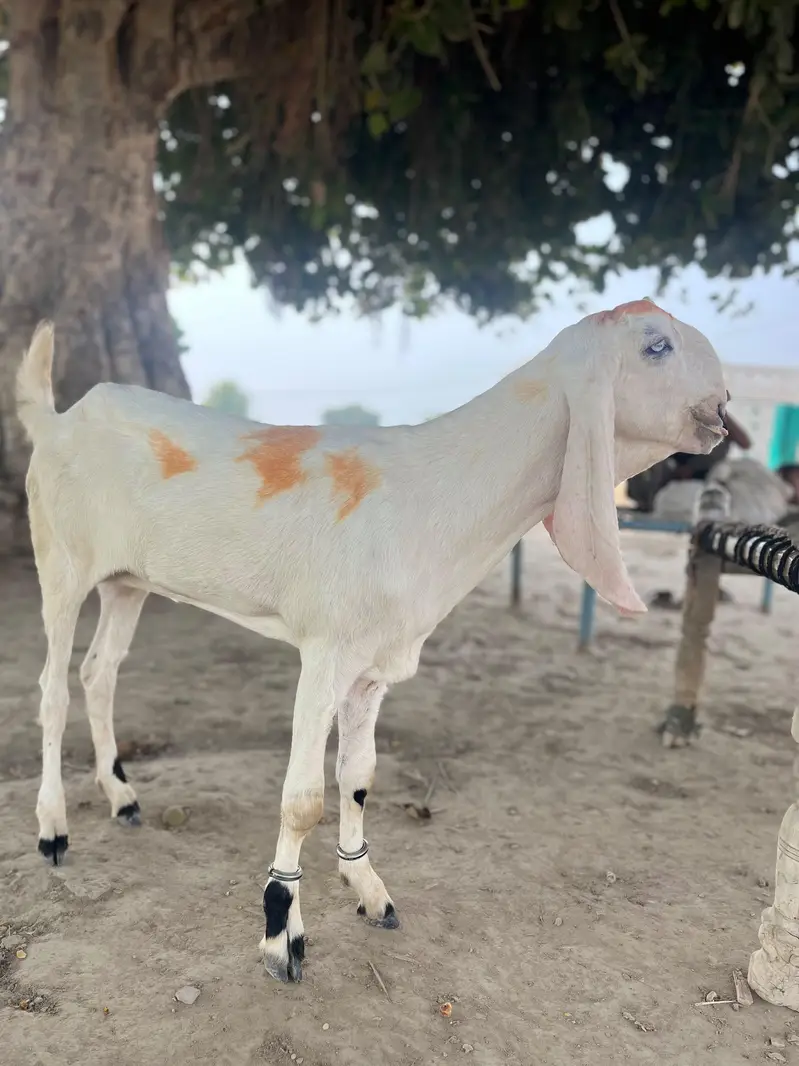 gulabi Rajan puri — photo 2