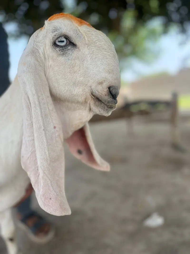 gulabi Rajan puri — photo 3