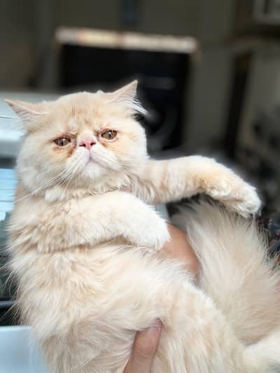 Peke Punch face Kitten for sale