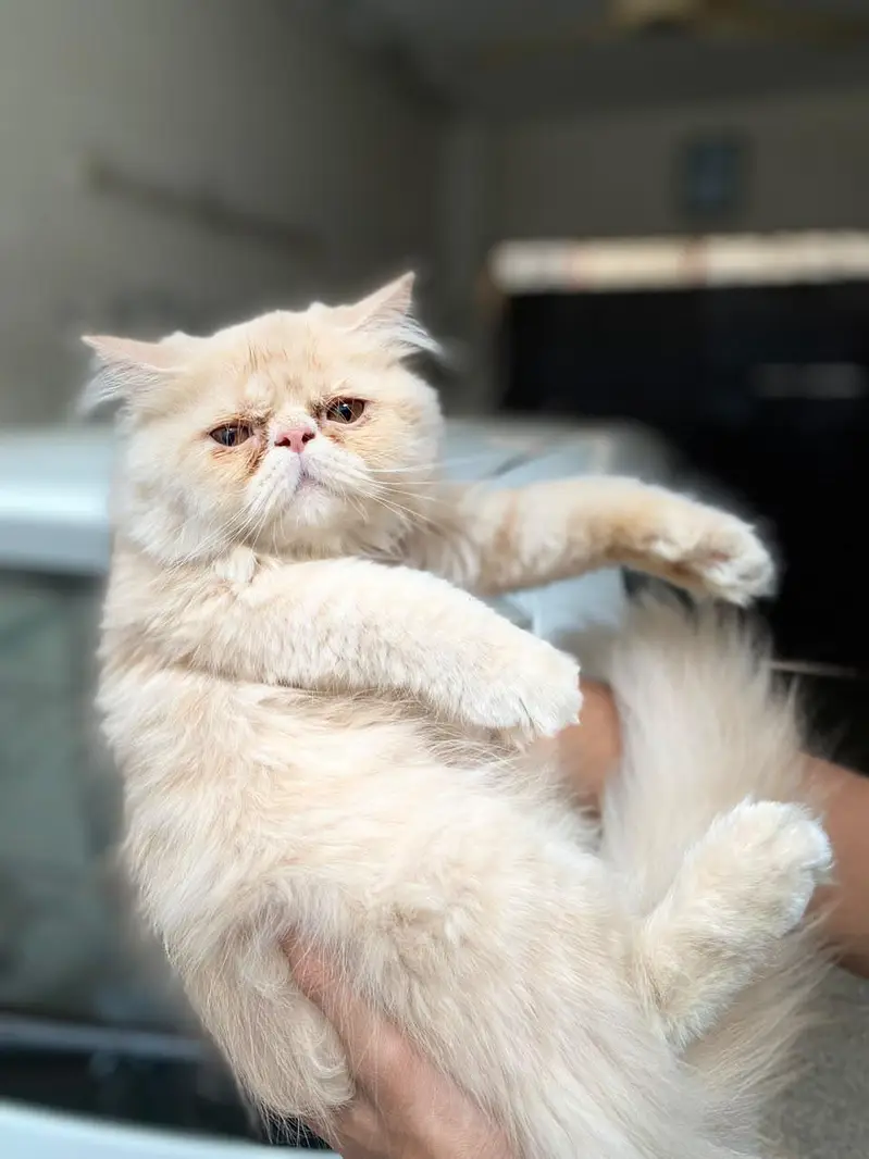 Peke Punch face Kitten for sale — photo 2