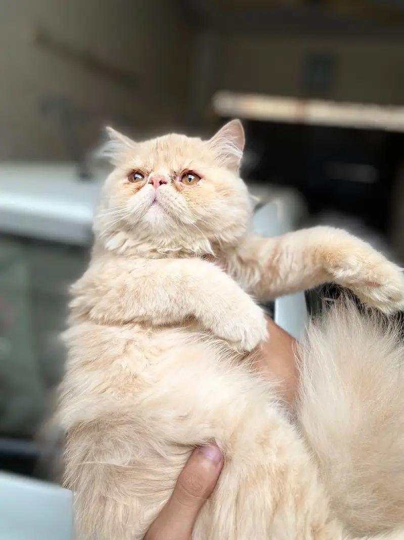 Peke Punch face Kitten for sale — photo 3