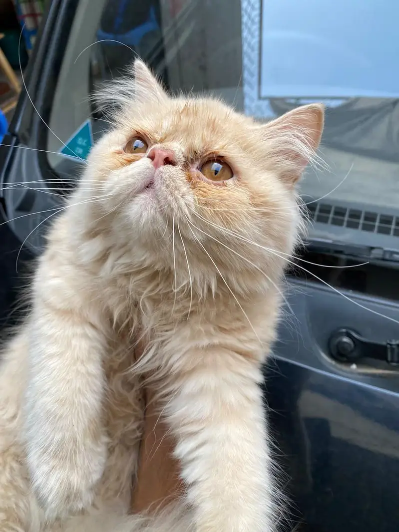 Peke Punch face Kitten for sale — photo 4