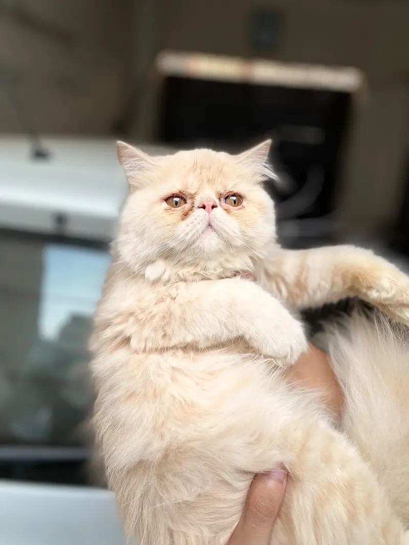 Peke Punch face Kitten for sale — photo 5