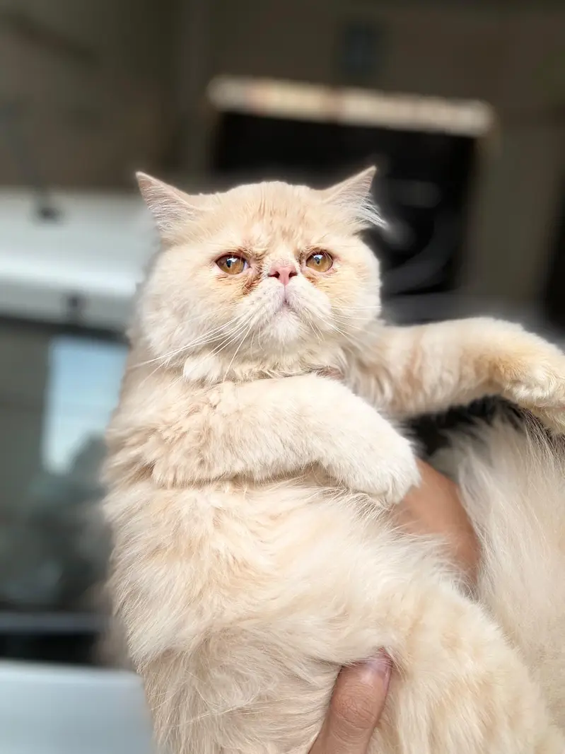 Peke Punch face Kitten for sale — photo 6