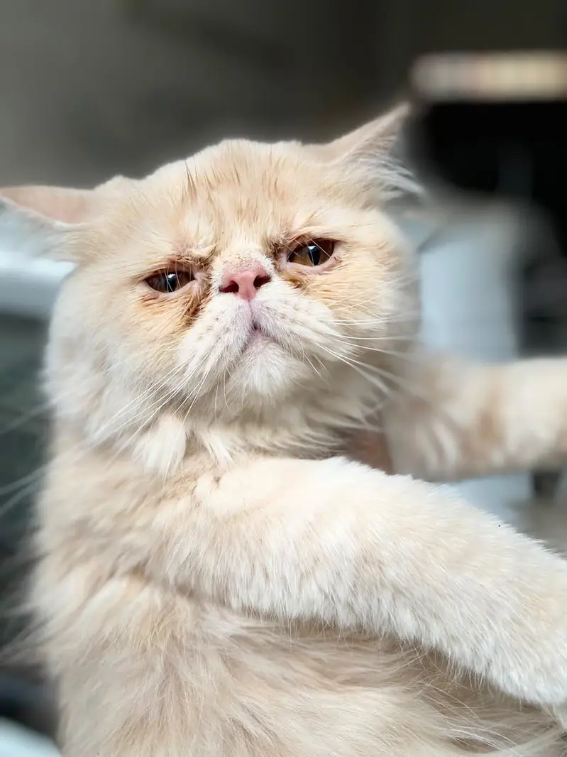 Peke Punch face Kitten for sale — photo 7