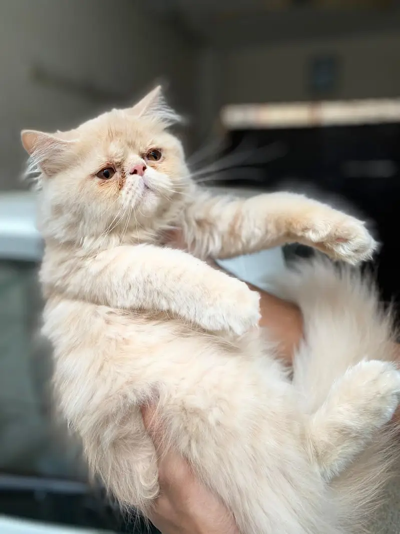 Peke Punch face Kitten for sale — photo 8