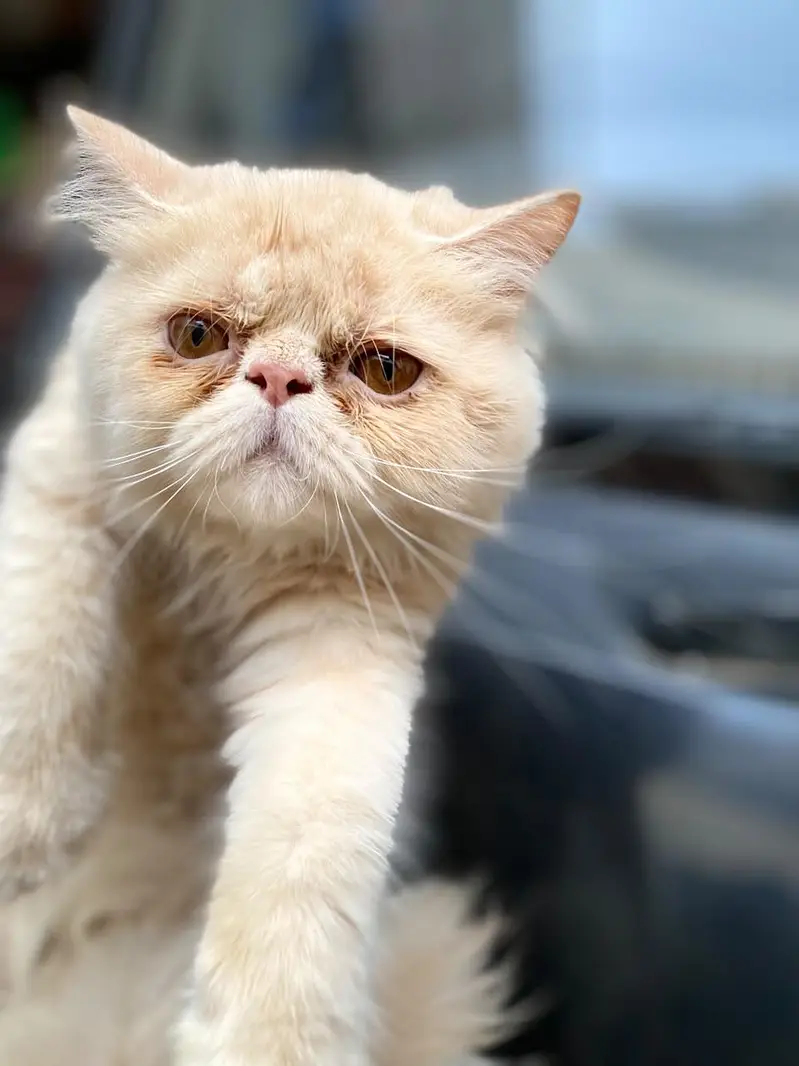 Peke Punch face Kitten for sale — photo 9