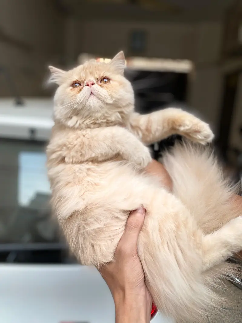 Peke Punch face Kitten for sale — photo 10