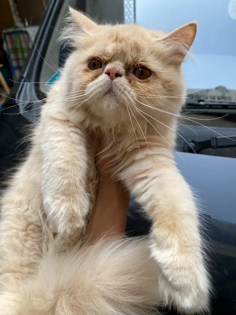 Peke Punch face Kitten for sale — photo 11