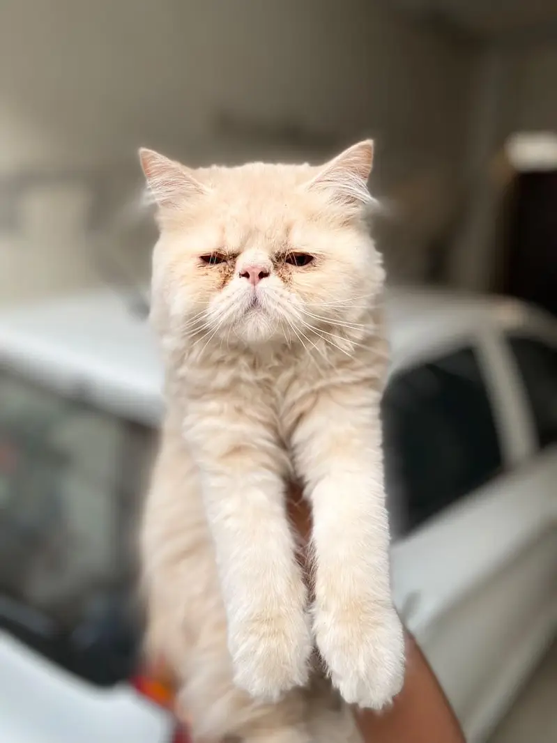 Peke Punch face Kitten for sale — photo 12